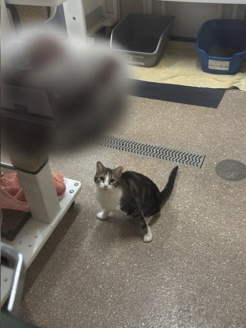 CASSIE - Domestic Short Hair for adoption in Grand Rapids