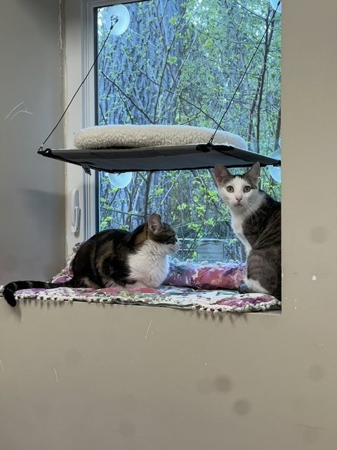 CASSIE - Domestic Short Hair available for adoption