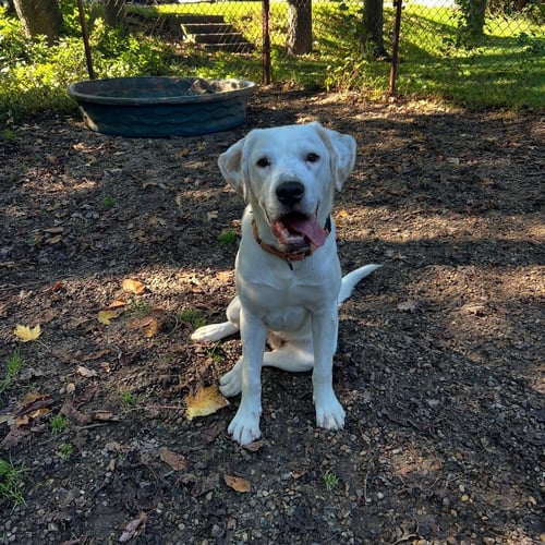 BILL - Hound available for adoption