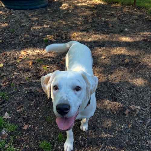 BILL - Hound available for adoption