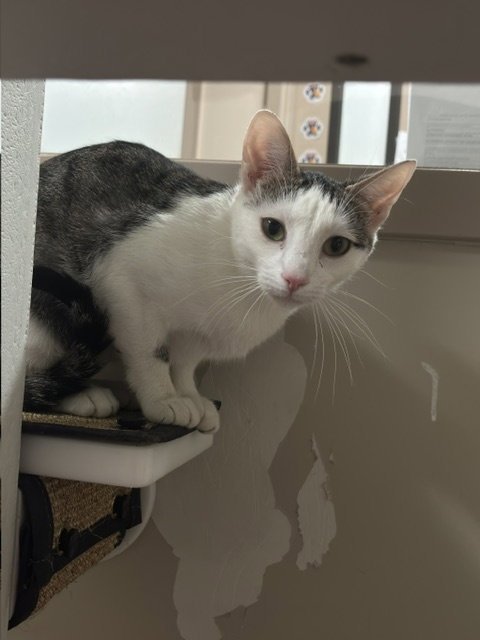 JOY - Domestic Short Hair for adoption in Grand Rapids