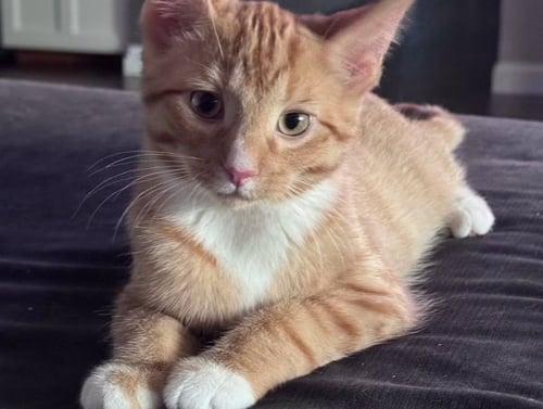 HEWEY & LOUIE - Domestic Short Hair available for adoption