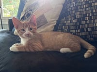 Hewey & Louie - Photo 3