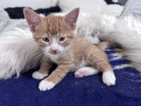 Hewey & Louie - Photo 4