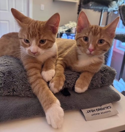 HEWEY & LOUIE - Domestic Short Hair for adoption in Grand Rapids