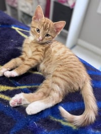 Hewey & Louie - Photo 6