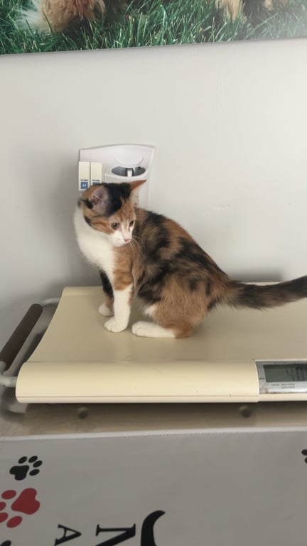 Mew Image