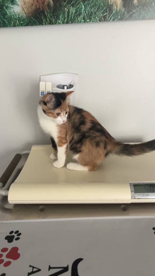 MEW - Calico for adoption in Grand Rapids