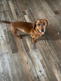 Penny - Photo 2