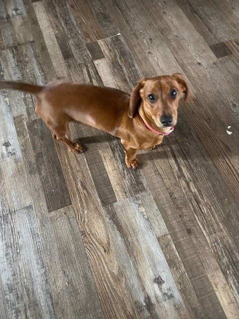 PENNY - Dachshund available for adoption