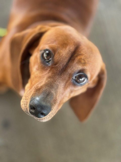 Penny Image
