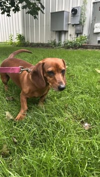 Penny - Photo 3