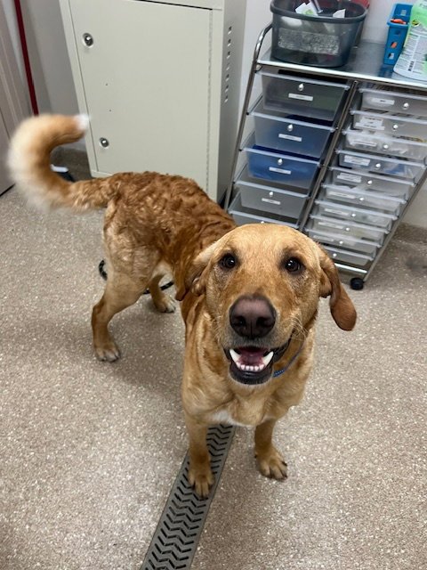 BUSTER - Labrador Retriever for adoption in Grand Rapids