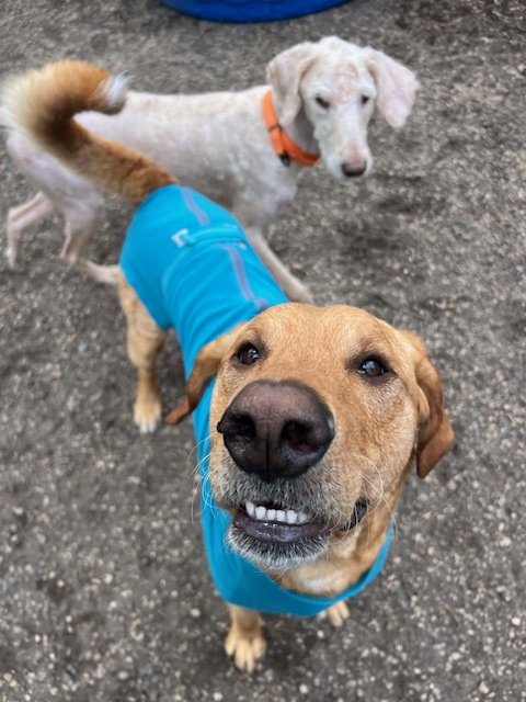 BUSTER - Labrador Retriever available for adoption