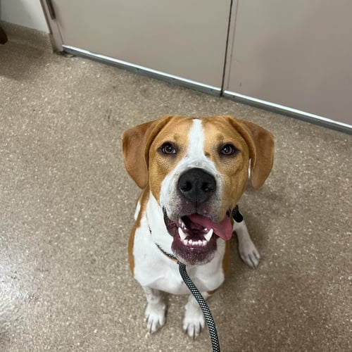 QUILL - Hound available for adoption