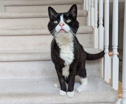 JAMES BOND - Domestic Short Hair available for adoption