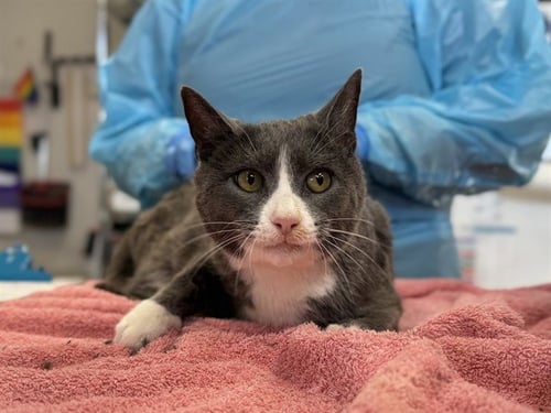 GLADYS - Domestic Short Hair available for adoption