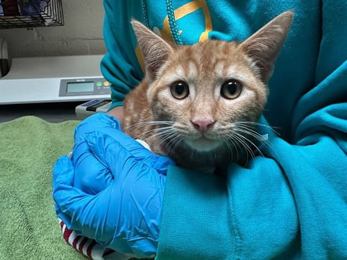 KOI - Domestic Short Hair available for adoption
