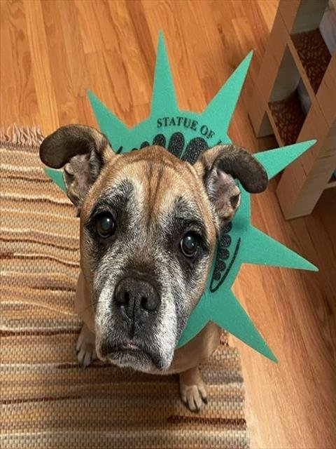 REBA - Boxer available for adoption