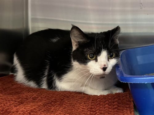 SARAPHINA - Domestic Short Hair available for adoption