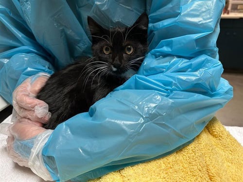 RUMI - Domestic Medium Hair available for adoption