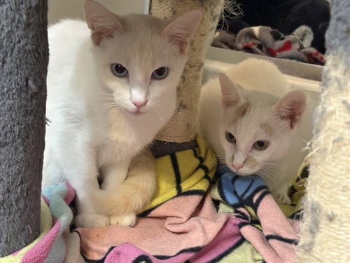 MILO - Siamese available for adoption