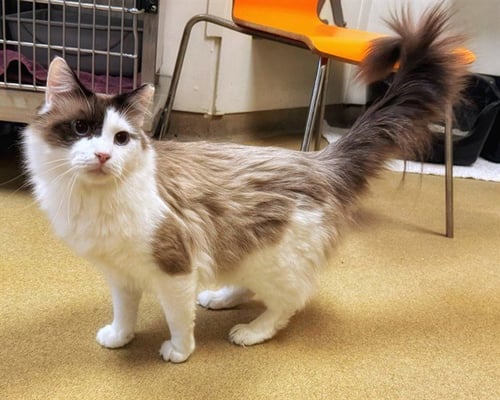 BRYAN - Ragdoll available for adoption