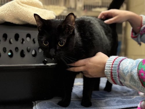 CIRCE - Domestic Short Hair available for adoption