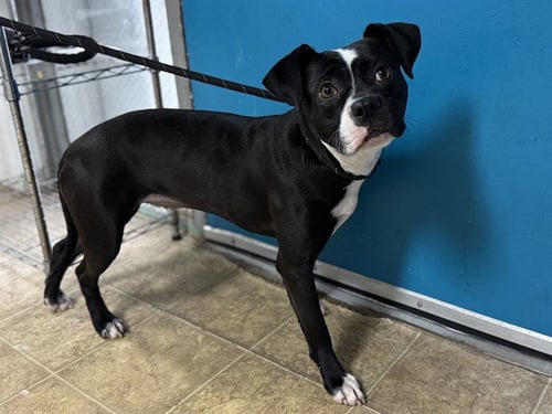ELOISE - American Staffordshire Terrier available for adoption