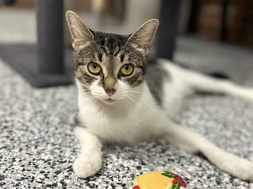 SHIRLEY - Domestic Short Hair available for adoption