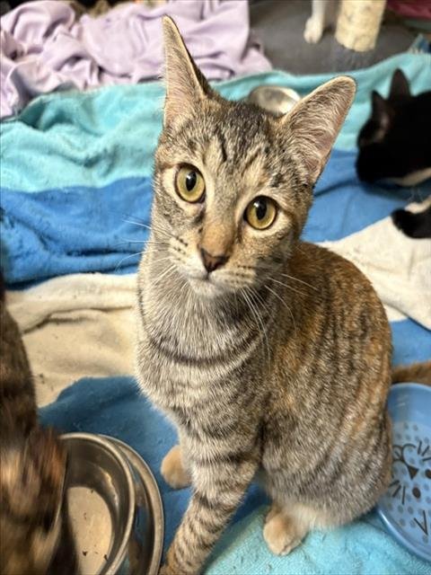 PEBBLES - Domestic Short Hair available for adoption