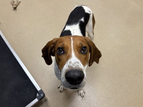 FRANKIE - Hound available for adoption