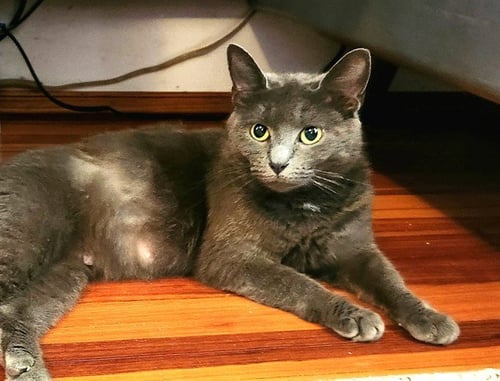 CRAYOLA - Russian Blue available for adoption