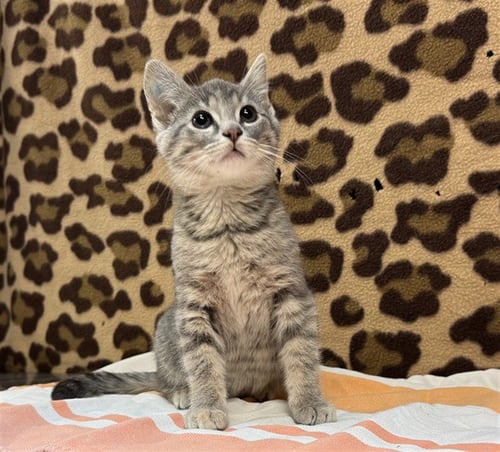 PIASTRI - Domestic Short Hair available for adoption
