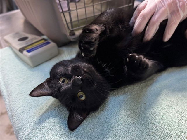 JACK SPARROW - Domestic Short Hair available for adoption