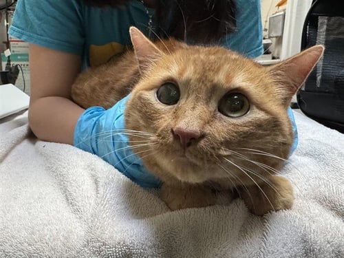 GERALDINE - Domestic Short Hair available for adoption