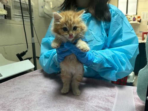 NOLEN - Domestic Long Hair available for adoption