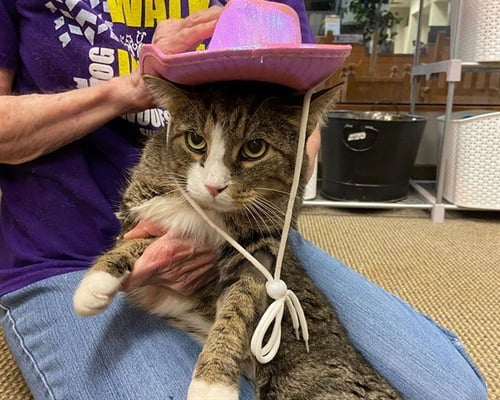 COWBOY - Domestic Short Hair available for adoption