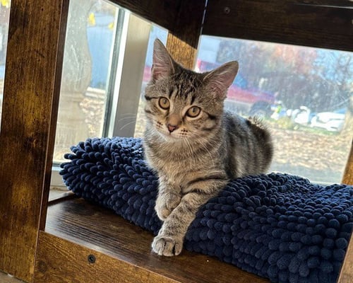 SUGAR COOKIE - Domestic Short Hair available for adoption