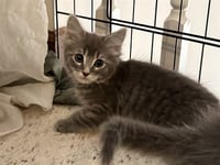 FREYJA - Photo 1