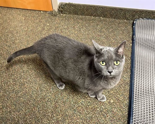 MIYA - Russian Blue available for adoption