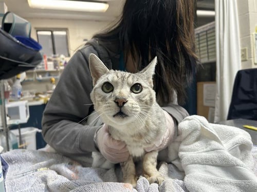 LAYLA - Egyptian Mau available for adoption