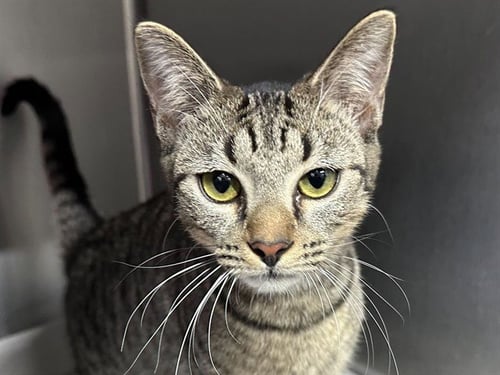 GRANT - Domestic Short Hair available for adoption
