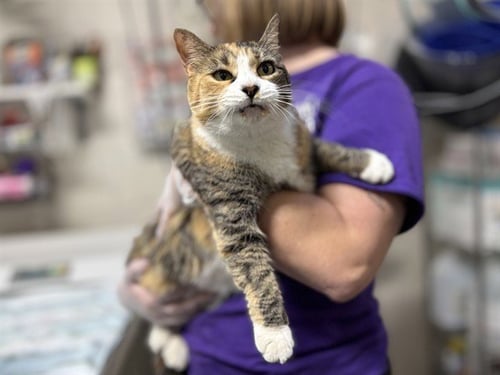 CLEO - Domestic Short Hair available for adoption