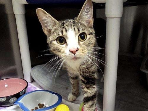 CARLITO - Domestic Short Hair available for adoption