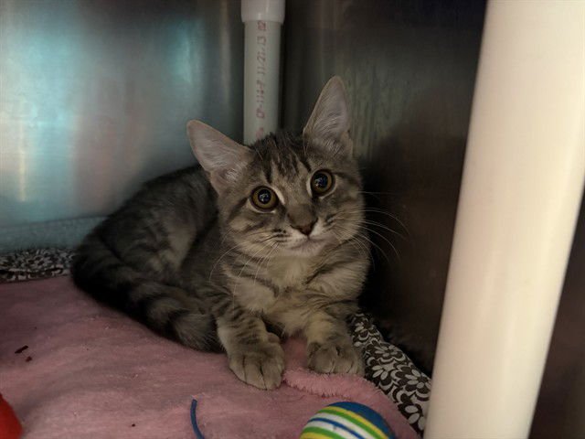 PEPPERMINT - Domestic Short Hair available for adoption