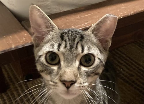 RUSSELL - Domestic Short Hair available for adoption