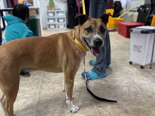 DRAKE - American Staffordshire Terrier available for adoption