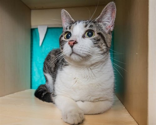 OWL - Domestic Short Hair available for adoption