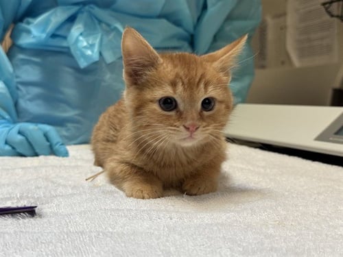 NORRIS - Domestic Short Hair available for adoption